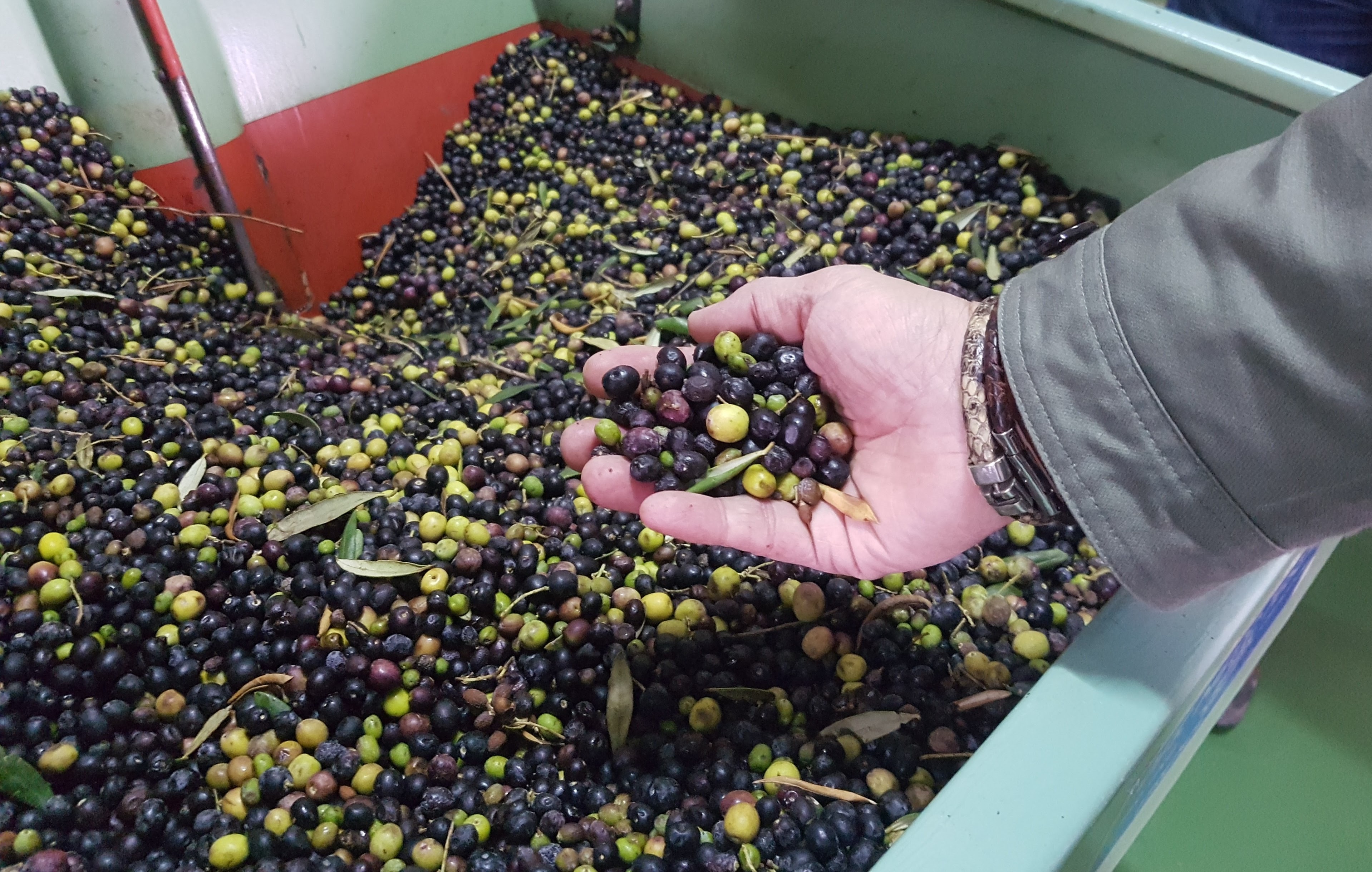 El fruto del olivo llega a la Almazara, para transformarlo en aceite