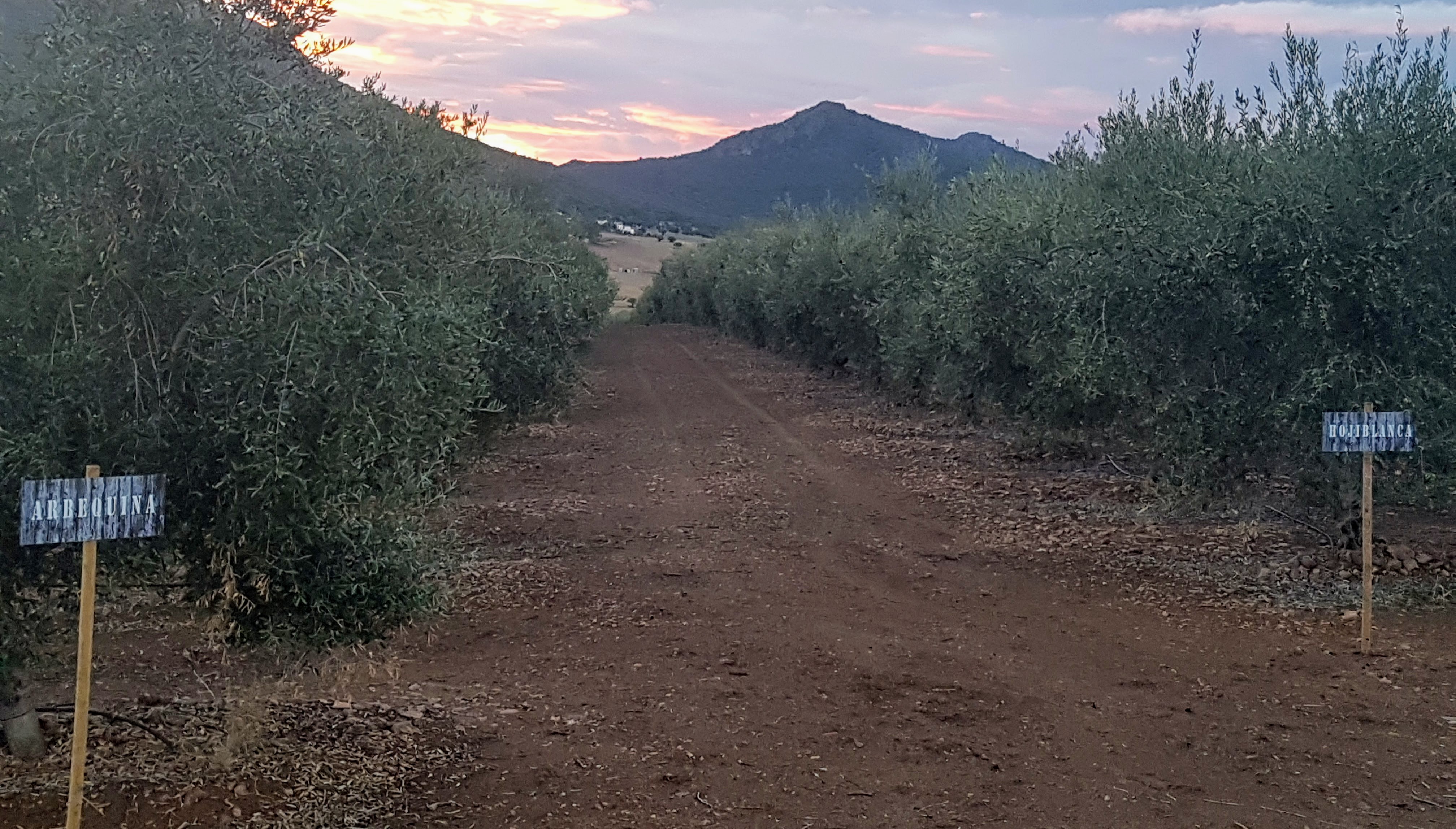 Las variedades de la aceituna delimitaban las calles del olivar